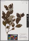 Foto von Salix caprea L.